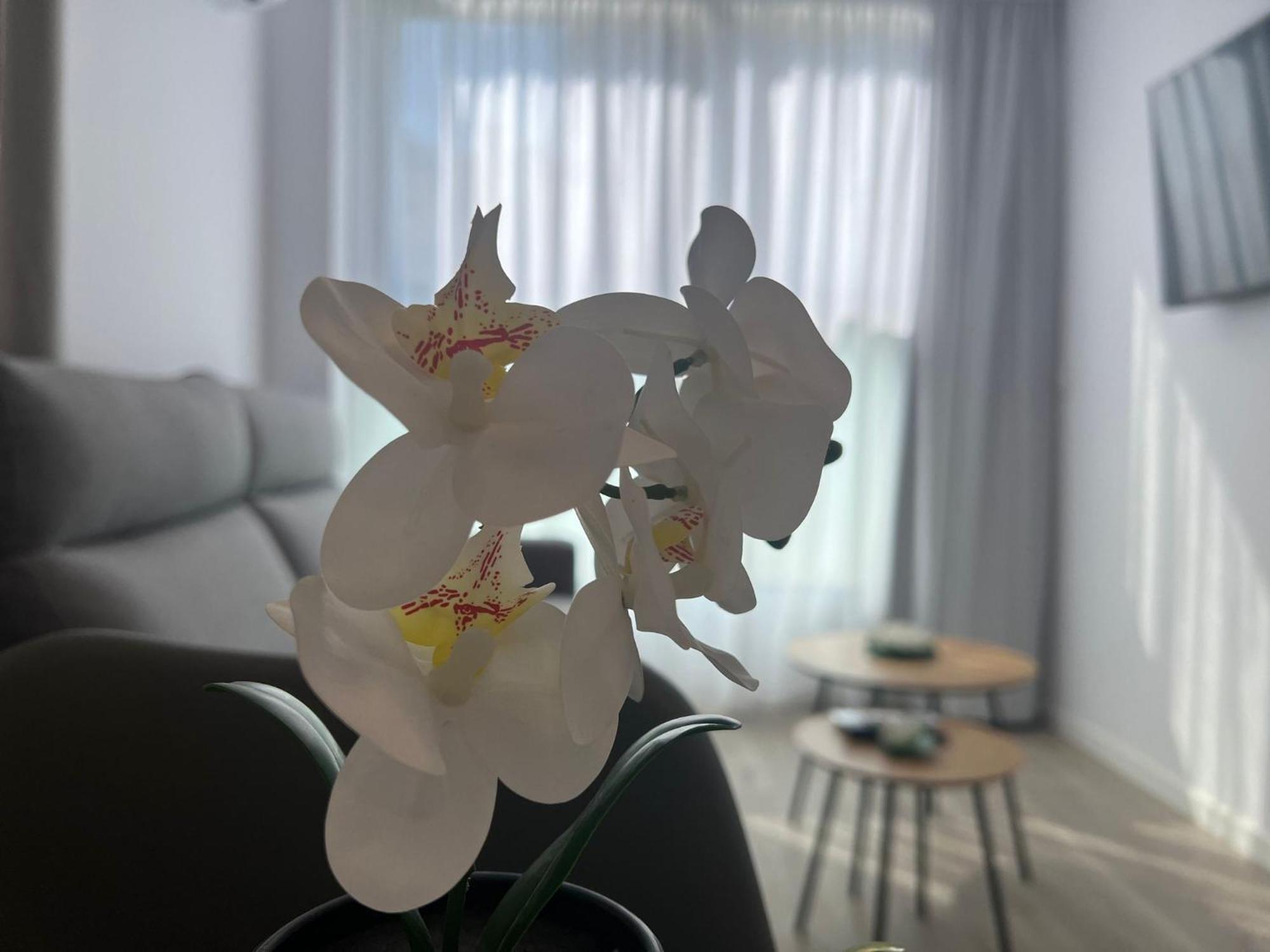 Apartamentos Aurea Pal 8 Y Gran Atenea Esperanto 5 Μπένιντορμ Εξωτερικό φωτογραφία